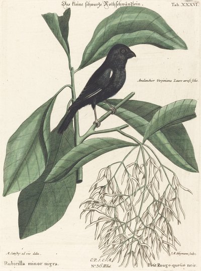 O Curió Preto (Rubicilla minor nigra) de Johann Michael Seligmann after Mark Catesby