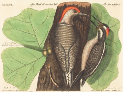 Pica-pau de barriga vermelha (Picus Carolinus) de Johann Michael Seligmann after Mark Catesby