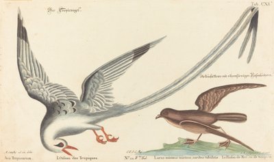 O pássaro tropical (Phaeton aethereus) de Johann Michael Seligmann after Mark Catesby