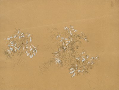 Arbustos de Johann Peter Krafft