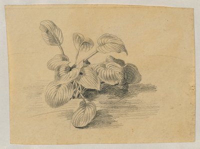 Estudo de uma planta de folhagem de Johann Peter Krafft