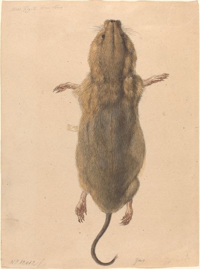 Um rato de campo, visto de cima de Johann Rudolph Schellenberg