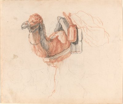Camelo de Johann Rudolph Schellenberg