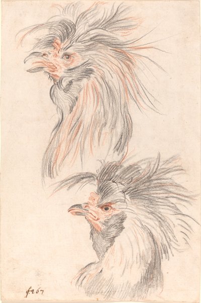 Galo de briga de Johann Rudolph Schellenberg