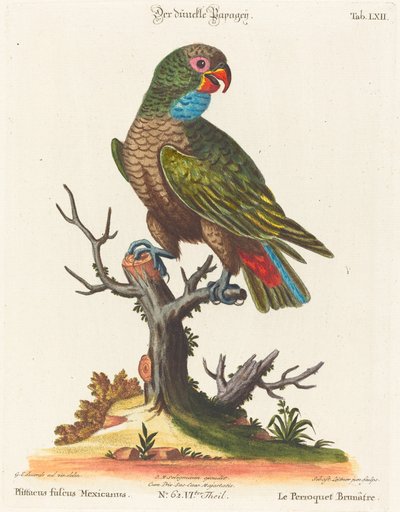 Papagaio (Le Parrot Brunatre. Pfittacus Fulcus Mexicanus) de Johann Sebastian Leitner after George Edwards