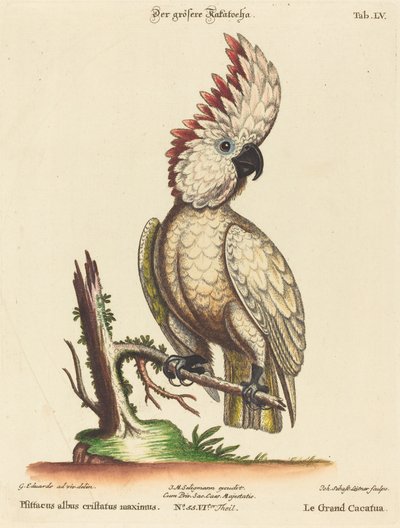 Psittacus albus cristatus maximus de Johann Sebastian Leitner after George Edwards