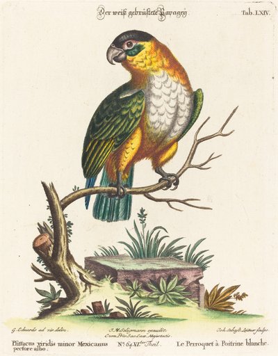 O menor papagaio verde mexicano de Johann Sebastian Leitner after George Edwards