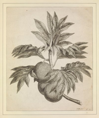 Um ramo da árvore do fruto do pão de Johann Sebastien Muller