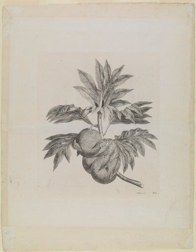 Um ramo da árvore da fruta-pão com o fruto de Johann Sebastien Muller