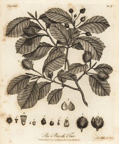 Faia europeia ou faia comum, Fagus sylvatica. de Johann Sebastien Muller