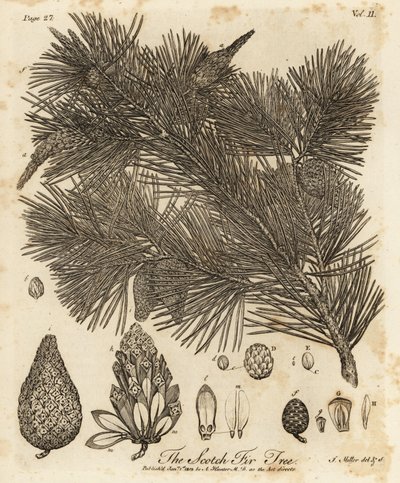 Pinheiro silvestre, Pinus sylvestris. de Johann Sebastien Muller