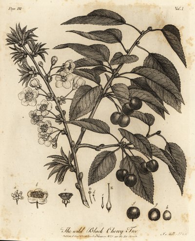 Cereja ácida, cereja torta ou cereja anã, Prunus cerasus. de Johann Sebastien Muller
