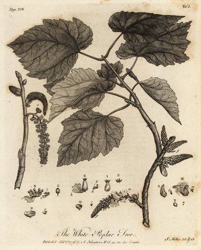 Álamo branco, Populus alba. de Johann Sebastien Muller