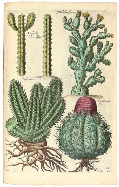 Cactos, 1641 de Johann Theodor de Bry
