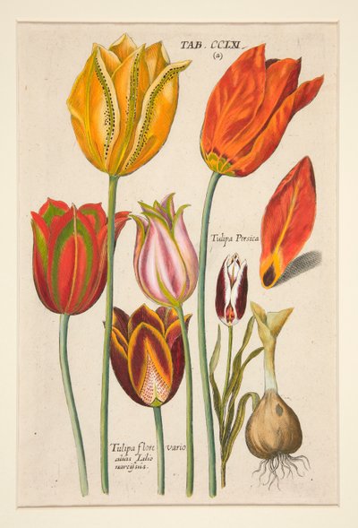 Florilegium novum, hoc est Variorum Maximeque Radiorum Florum ac Plantorum (Placa floral); (Túlipas); de um conjunto de 81 placas de Johann Theodor de Bry