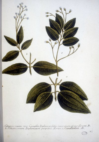 Cinnamomum Zeylanicum (Canela do Ceilão) - Gravação do Herbário por J.W. Weinmann em 1737. de Johann Wilhelm Weinman