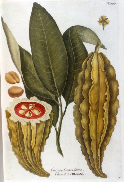 Cacau - em Herbier por J. W. Weinmann de Johann Wilhelm Weinman