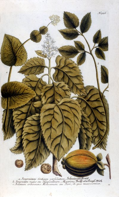 Smyrnium Cretium perfoliatum - Maceron de Crete ou Maceron perfolia. Placa retirada do herbário de J. W. Weinmann de Johann Wilhelm Weinman