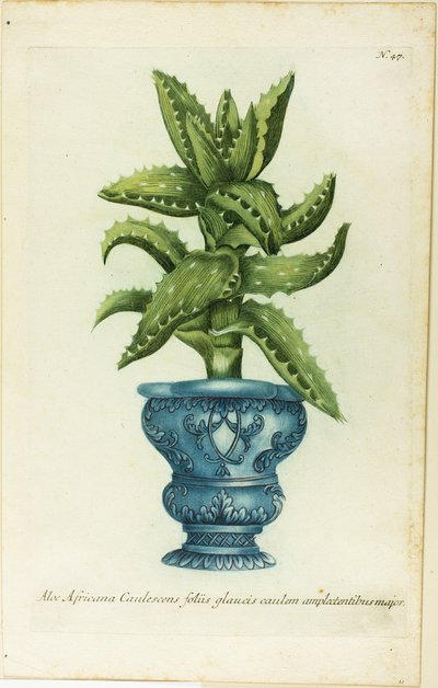 African Aloe, prato 47 da Phtanthoza Iconographia de Johann Wilhelm Weinmann