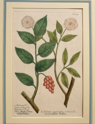 Arbusto de bálsamo ocidental, gravura colorida de Johann Wilhelm Weinmann