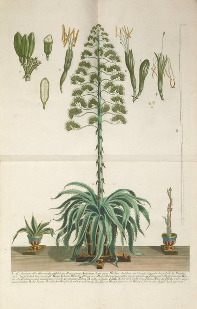Placa gravada e mezzotint de Aloe Americana folio Mucronato, c. 1735-1737 de Johann Wilhelm Weinmann