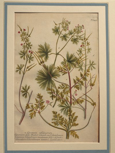 Herb Robert (Geranium robertianum), gravura colorida de Johann Wilhelm Weinmann