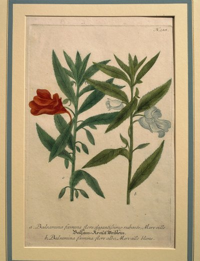 Impacientes, gravura colorida de Johann Wilhelm Weinmann