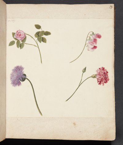Estudo de flores de Johanna Fosie