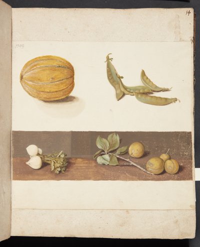 Estudo de frutas e legumes de Johanna Fosie
