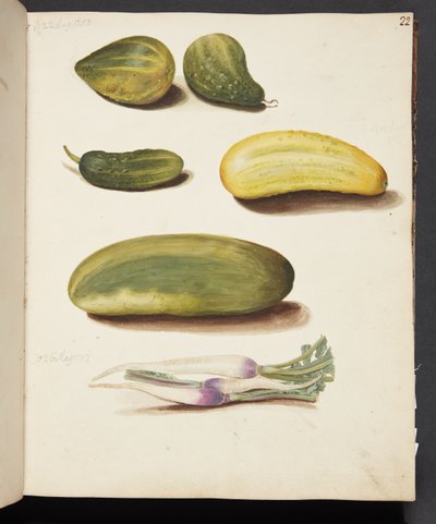 Estudo de legumes de Johanna Fosie