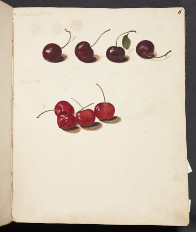 Estudo de cerejas de Johanna Fosie