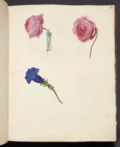 Estudo de rosa rosa e flor azul de Johanna Fosie