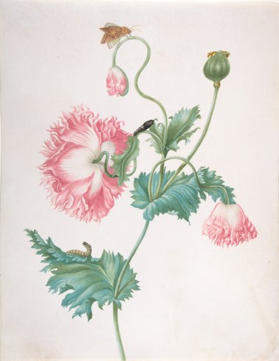 Uma Papoila em Três Estágios de Floração, com uma Lagarta, Pupa e Borboleta, no final do décimo sétimo oitavo aniversário c de Johanna Helena Graff