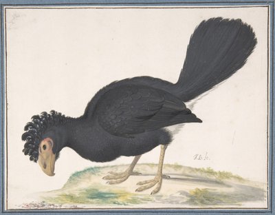 Um Mutum Negro, s.d.. de Johannes Bronckhorst