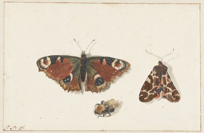 Borboleta, Mariposa e Abelha de Johannes Bronkhorst