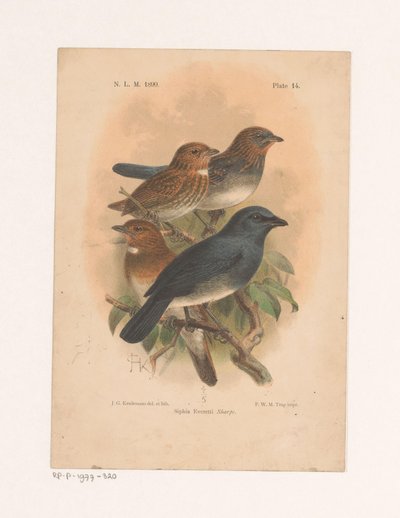 Quatro pássaros num ramo
Siphia Everetti Sharpe (título sobre o objecto) de Johannes Gerardus Keulemans