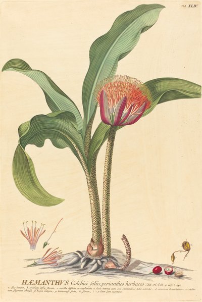 Hemanthus de Johannes Jacob Haid and Johannes Elias Haid after Georg Ehret