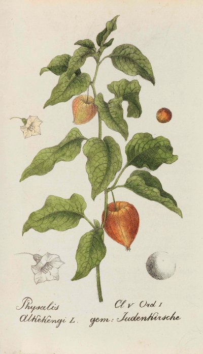 Coleção de plantas suíças, 1825-1846. de Johannes Jacob Hegetschweiler