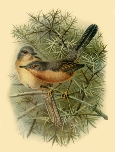 "Dartford Warblers", 1887, 1942. de Johannes Keulemans