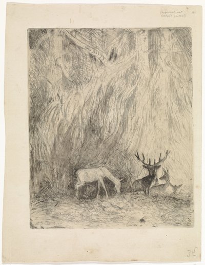 Cervos em uma floresta boêmia de Johannes Tavenraat
