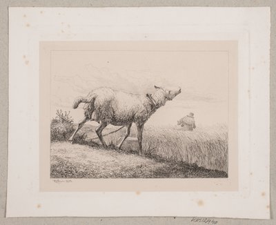 Uma ovelha balindo de Johannes Wilhelm Zillen