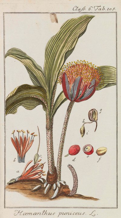 Seleção de plantas belas e raras, 1795-1798. de Johannes Zorn