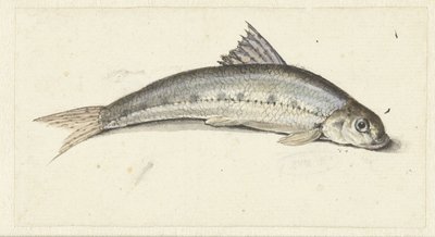 gôndola de Johannes le Francq van Berkhey
