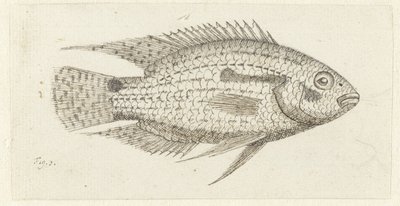 Peixe tropical Chromis epse de Johannes le Francq van Berkhey