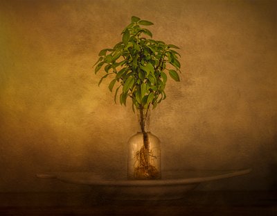 Natureza morta com plantas com raízes de John-Mei Zhong