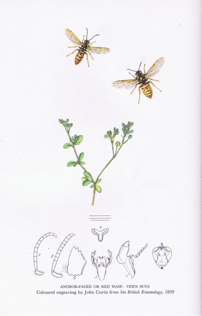 Anchor Faced or Red Wasp, Nature in Britain publicado pela Collins de John (after) Curtis
