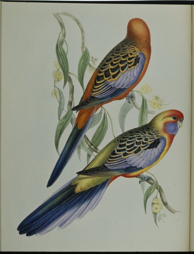 Periquito Adelaide (Platycercus Adelaidiae) (litho colorido à mão) de John (after) Gould