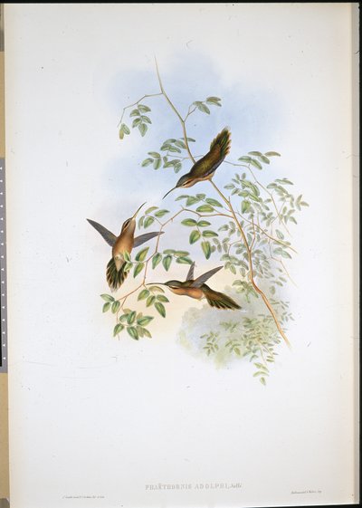 Eremita de Adolph (Phaethornis Adolphi) (litografia colorida à mão) de John (after) Gould