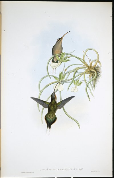 Eremita Aliada (Phaethornis Fraterculus) (litho colorido à mão) de John (after) Gould