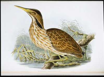 American Bittern (Botaurus Lentiginosus) (litho colorido à mão) de John (after) Gould